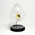 Natuur Historische Decoratie met 18k goud. Honingbij op orchidee